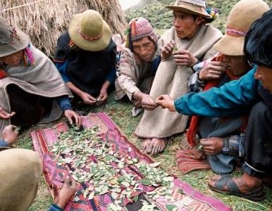 El hábito de mascar hojas de coca tiene 8.000 años