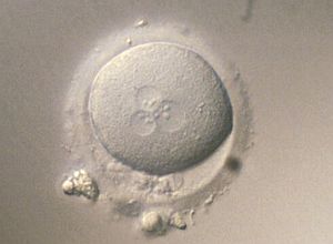 Descubren que en la mujer adulta existen células capaces de producir óvulos