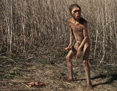Encuentran un esqueleto casi completo de homo habilis.