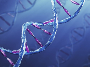 Un gen anticáncer que aumenta la longevidad y combate la obesidad.