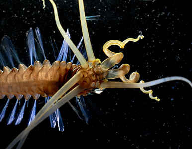 Descubren un género nuevo de animal marino.