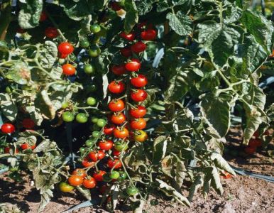 Las plantas también tienen su %u2018internet%u2019.