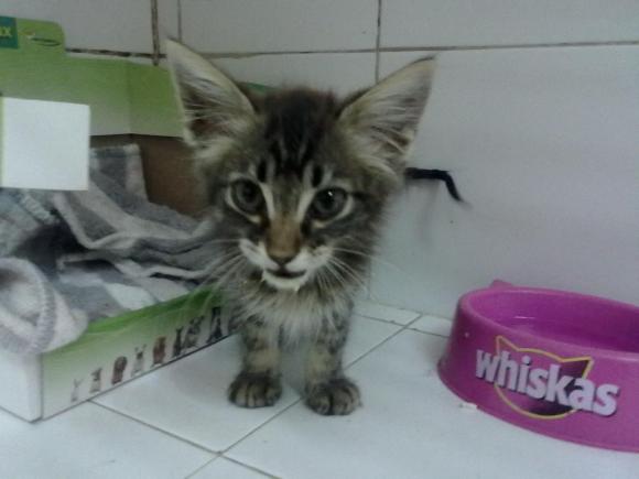 GATITA MIA