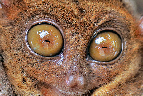 Un primate que comía insectos vivió en Soria hace 40 millones de años.