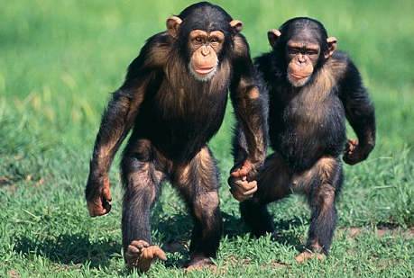 Los chimpancés también tienen policías para mantener el orden.