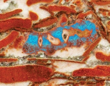 Hallan el animal más antiguo de la tierra.