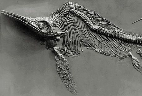 ¿Quién fue la mayor cazadora de fósiles de la historia?