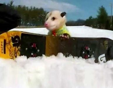 Mira el video de una zarigüeya ´snowboardista´ que arrasa en youtube.