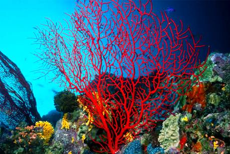 ¿Se adaptarán los corales al cambio climático?