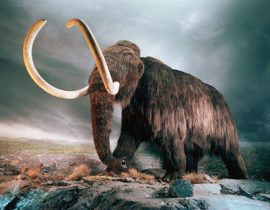 Científicos Rusos y Surcoreanos se lanzan a la caza del Mamut.