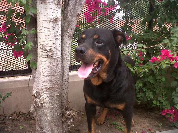 Rott 