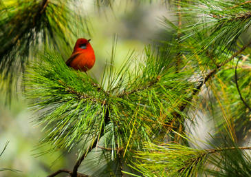 Las montañas de América central albergan especies de aves aún por descubrir.