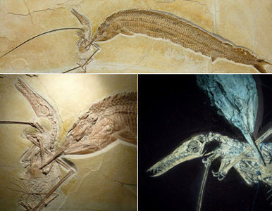 Paleontólogos hallan rastros de un antiguo ´festín de muerte´