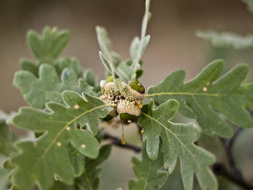 Despertadores dentro de las plantas.