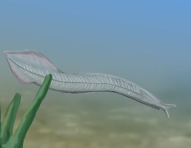 Más allá de los monos, nuestro antepasado más antiguo fue un gusano marino.