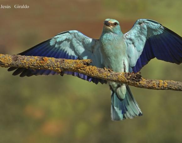 Vomitar para evitar ser depredado.