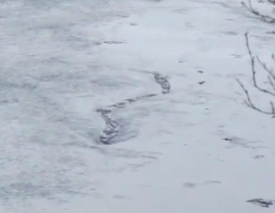 Aparecen supuestas imágenes de un escalofriante monstruo islandés.