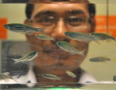 El miedo de los peces ´huele´ a azúcar, afirman los científicos.