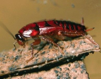 Cucarachas espías, posibles agentes de inteligencia del futuro.