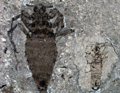 Los dinosaurios tenían pulgas del tamaño de balas.