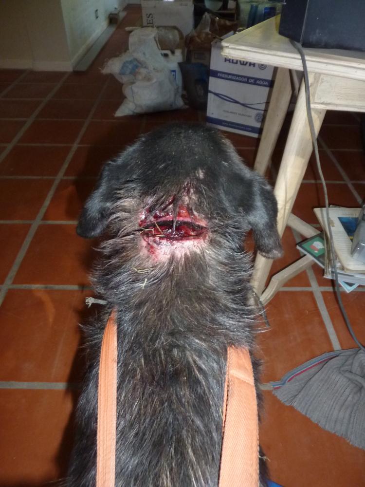 OTRO PERRITO RESCATADO