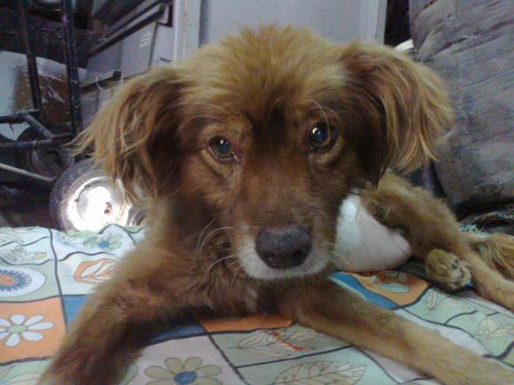 YOGUI perrito atropellado