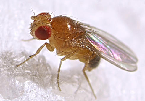 Las moscas ´ahogan sus penas´ en alcohol.