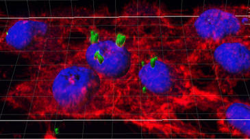 La UAB y Janus desarrollan nanopíldoras que liberan fármacos dentro de las células.