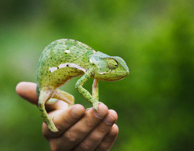 Lagartos Gecko y Gusanos, a la conquista del espacio.