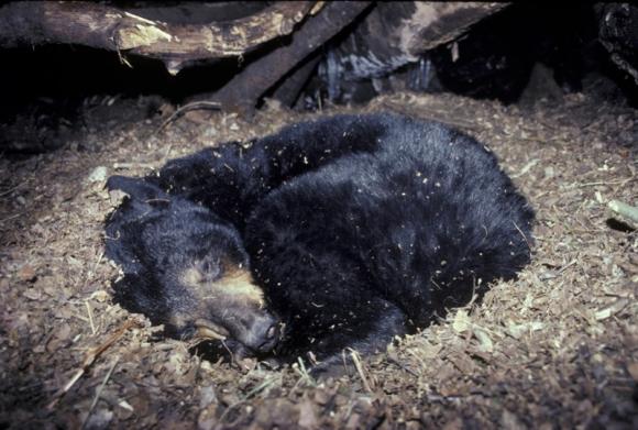 Científicos hallan que los osos negros sanan sus heridas durante la hibernación