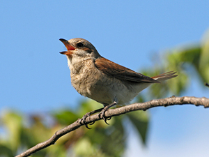 ¿Por qué los pájaros cantan más en primavera?