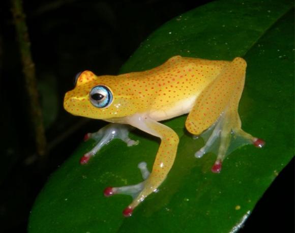 La fauna de Madagascar llegó a la isla subida en troncos y ramas