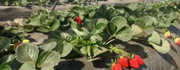 Cientificos Argentinos crean una “vacuna” de origen natural que protege los cultivos