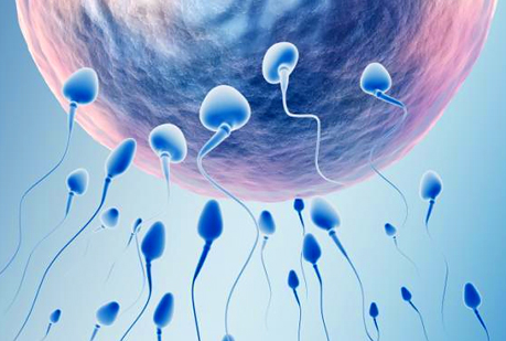 Los espermatozoides hacen cálculos matemáticos muy complejos.