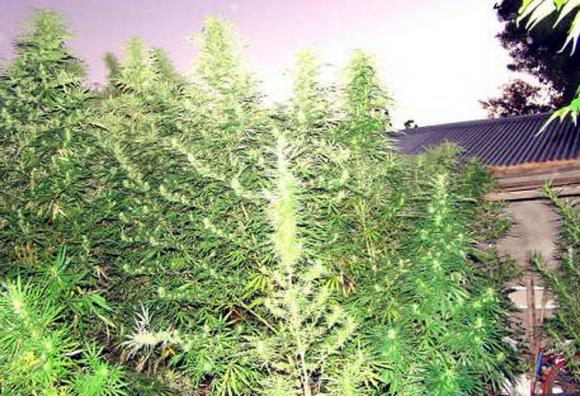 Hallan un bosque de marihuana con plantas de hasta cuatro metros