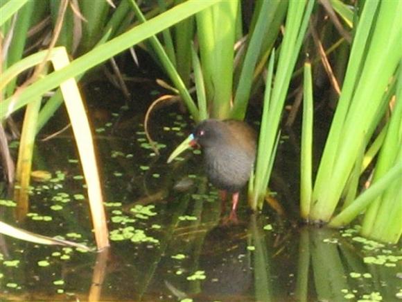 Plumbeous Rail