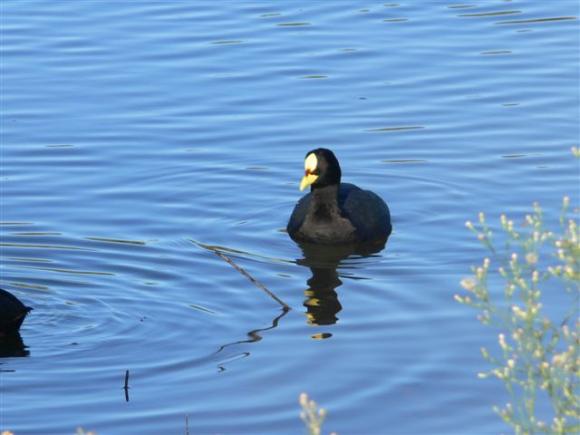 Red Gartered Coot