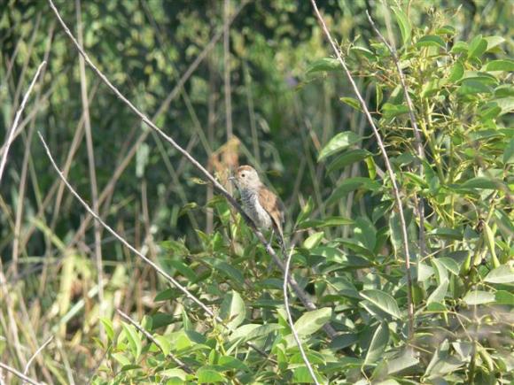 Rufous Capped Antshrike