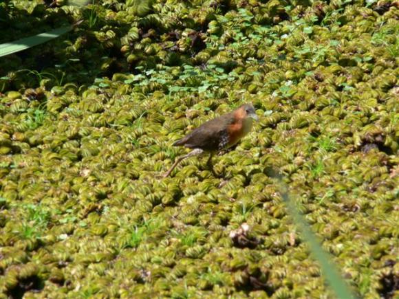 Rufous Sided Crake