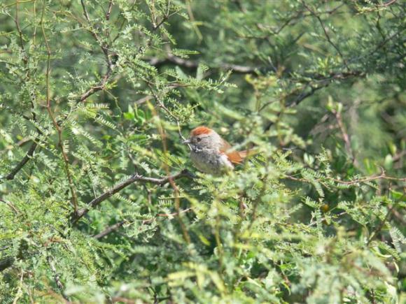 Sooty Fronted Spinetail