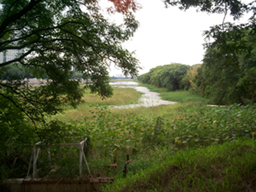 Riverside Forest 
