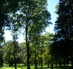 Cultivated and  native forests