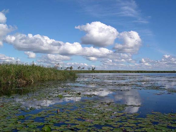 Marshland