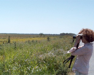 Grassland