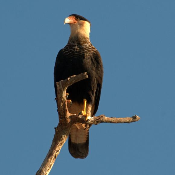 Southern Crested Caracara.