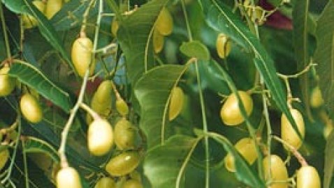 Cómo curar las verrugas en los genitales de forma natural.