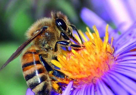 ¿Sabias que las abejas tienen emociones?