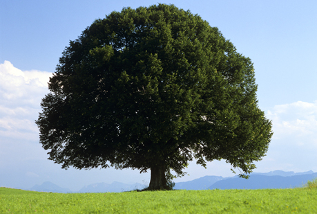 A los árboles también les perjudica el ruido.
