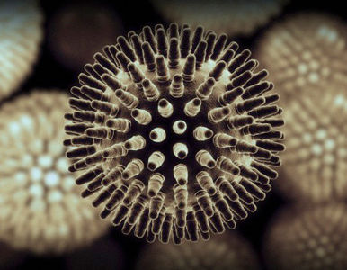 Descubren el gen que convierte a la gripe en una enfermedad mortal.