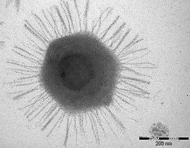 Descubren un virus gigante frente a las costas de Chile.